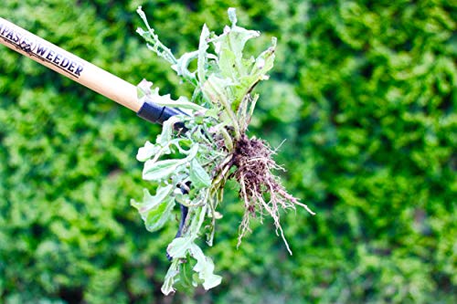 Grampa's Weeder - The Original Stand Up Weed Puller Tool with Long Handle - Made with Real Bamboo & 4-Claw Steel Head Design - Easily Remove Weeds Without Bending, Pulling, or Kneeling